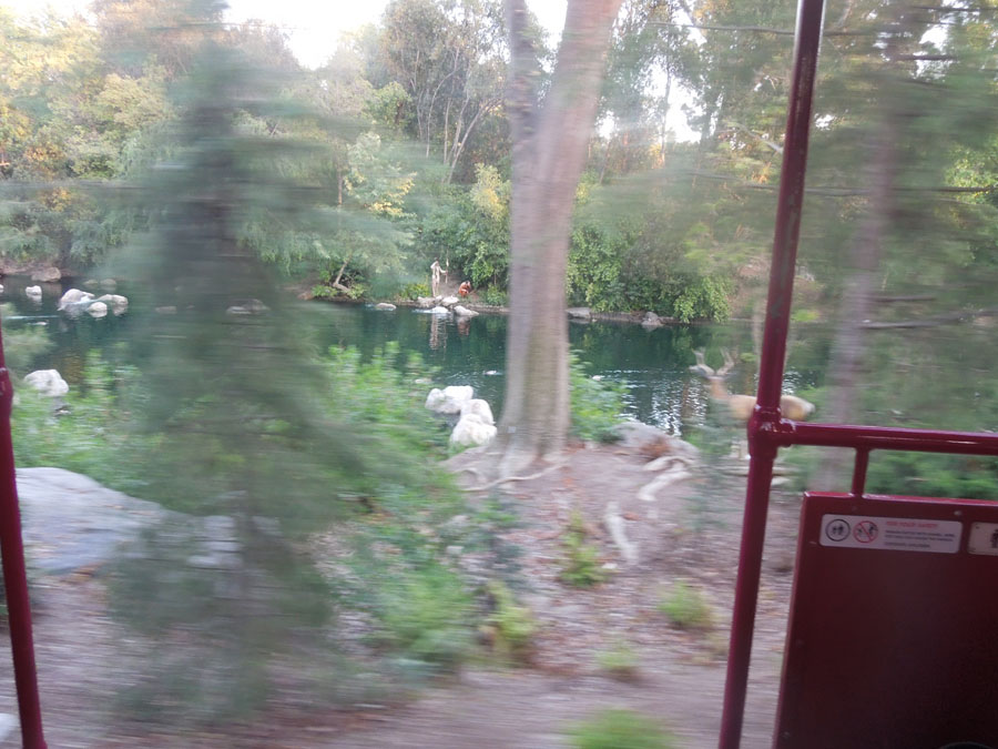 Disneyland Critter Country Train Picture