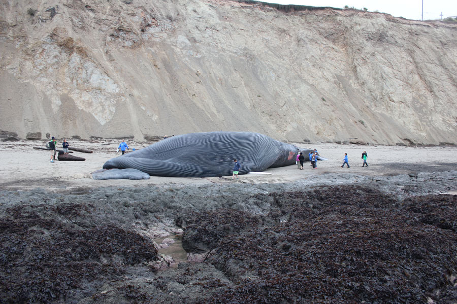 Beached Blue Whale