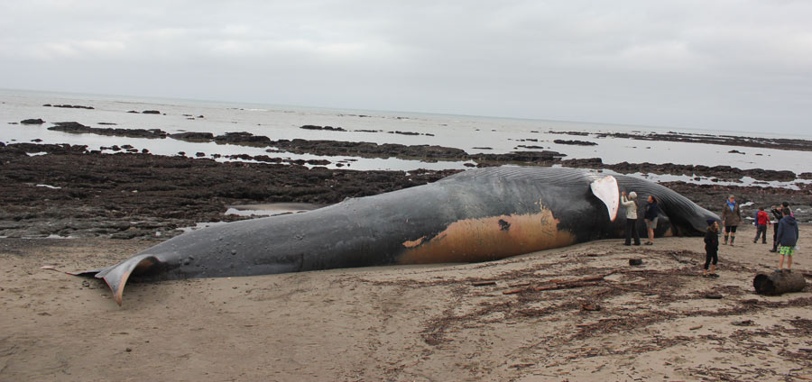 Beached Blue Whale