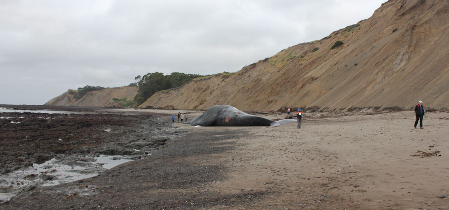 Beached Blue Whale