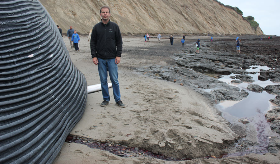 Beached Blue Whale