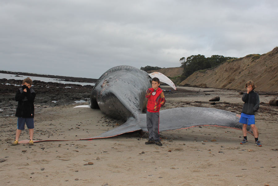 Beached Blue Whale