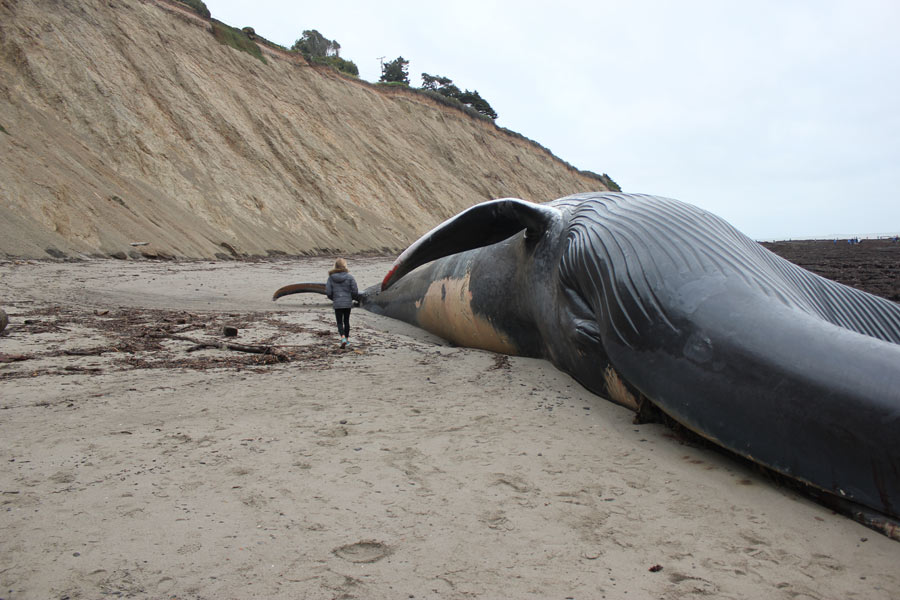 Beached Blue Whale