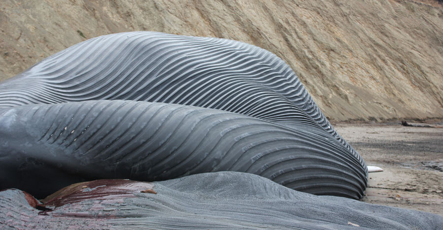 Beached Blue Whale