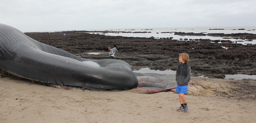 Beached Blue Whale