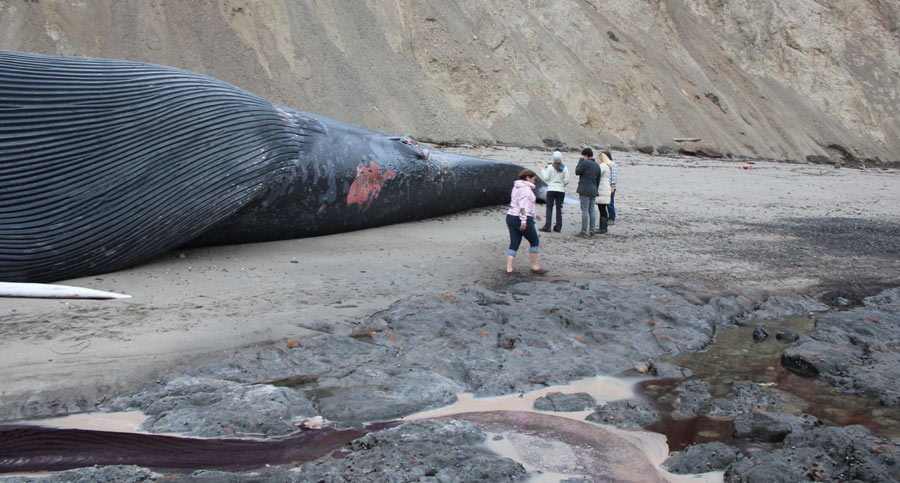 Beached Blue Whale