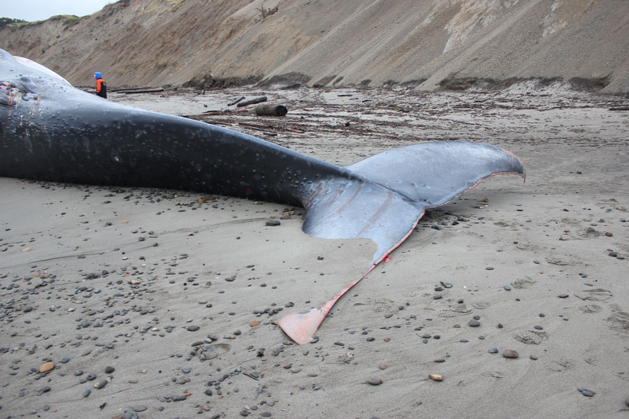 Beached Blue Whale